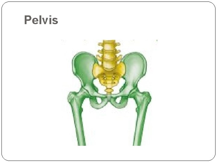 Pelvis 