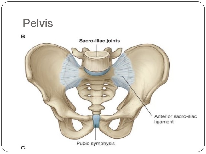 Pelvis 