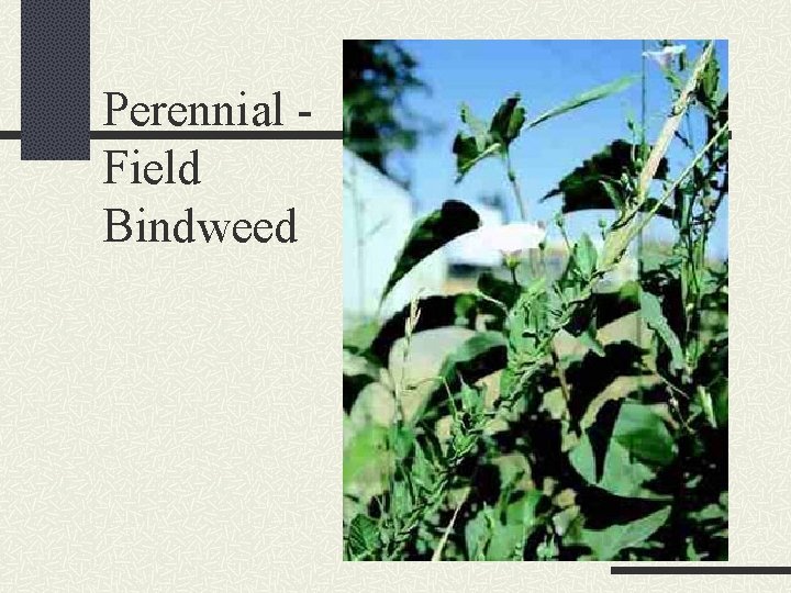 Perennial Field Bindweed 