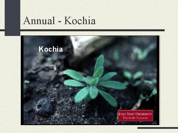 Annual - Kochia 