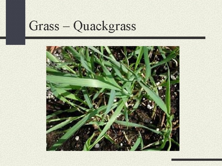 Grass – Quackgrass 