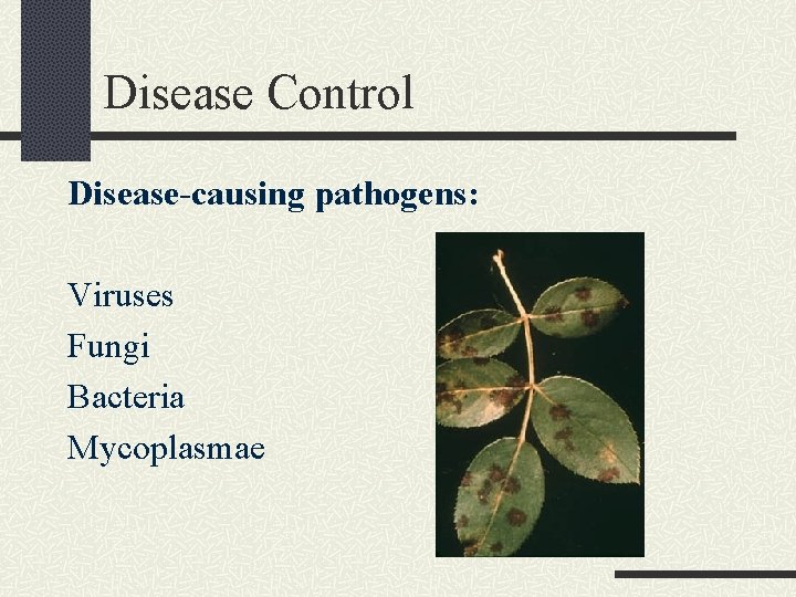 Disease Control Disease-causing pathogens: Viruses Fungi Bacteria Mycoplasmae 