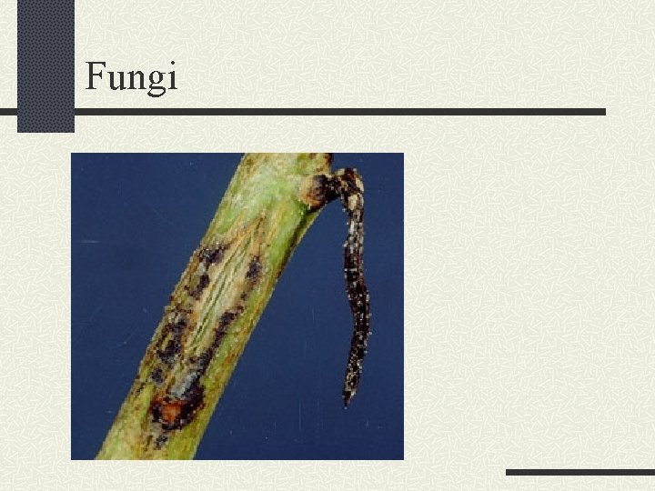 Fungi 