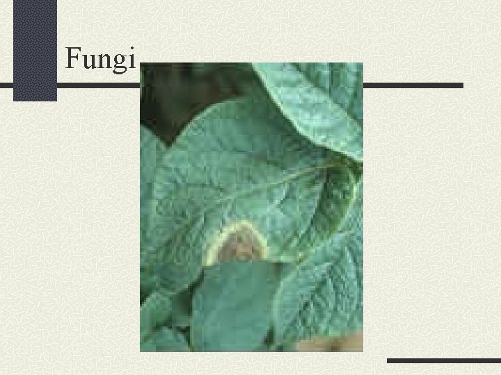 Fungi 
