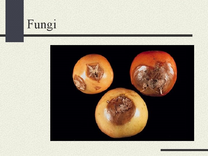 Fungi 