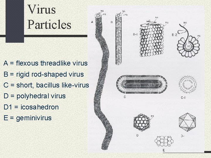 Virus Particles A = flexous threadlike virus B = rigid rod-shaped virus C =
