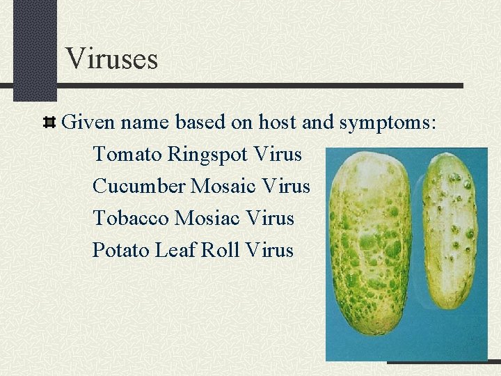 Viruses Given name based on host and symptoms: Tomato Ringspot Virus Cucumber Mosaic Virus