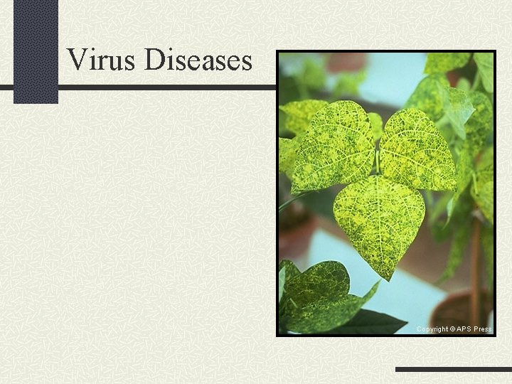 Virus Diseases 