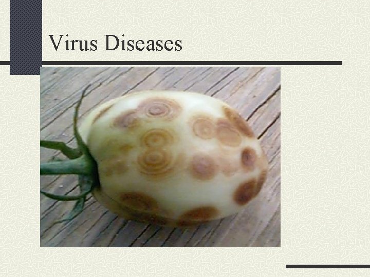 Virus Diseases 
