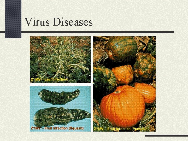 Virus Diseases 