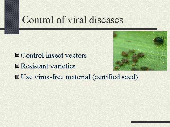 Control of viral diseases Control insect vectors Resistant varieties Use virus-free material (certified seed)