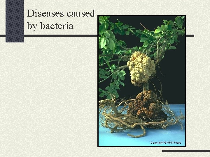 Diseases caused by bacteria 