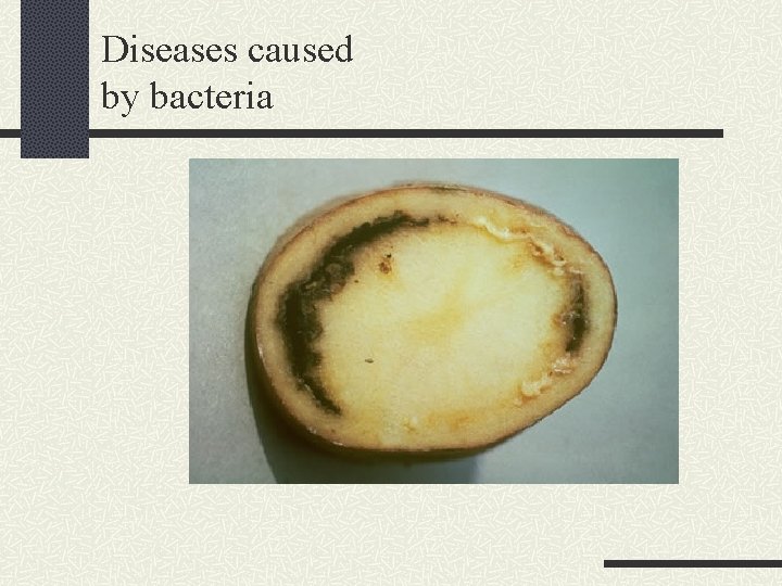Diseases caused by bacteria 