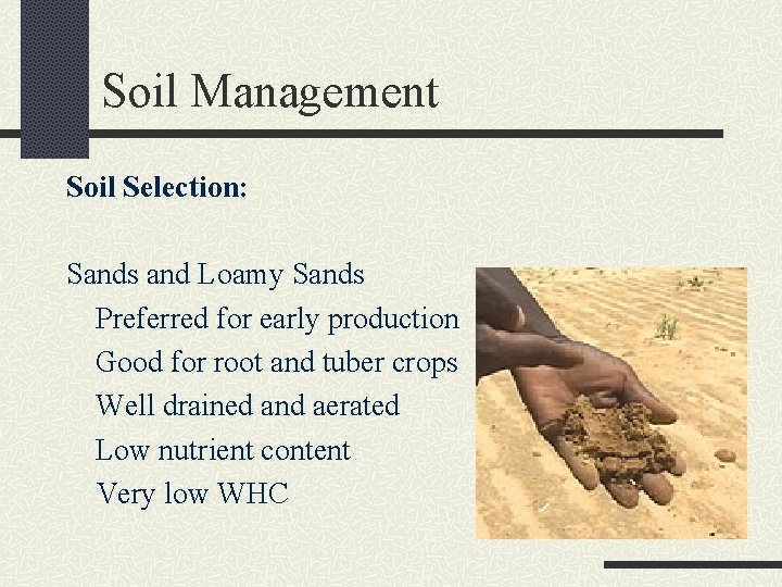 Soil Management Soil Selection: Sands and Loamy Sands Preferred for early production Good for
