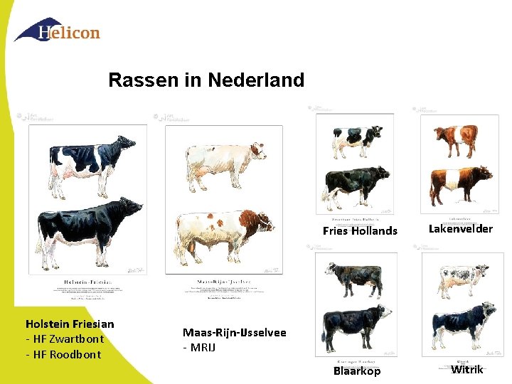 Rassen in Nederland Fries Hollands Holstein Friesian - HF Zwartbont - HF Roodbont Lakenvelder