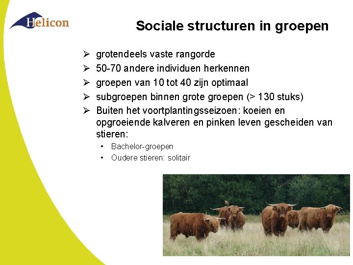 Sociale structuren in groepen Ø Ø Ø grotendeels vaste rangorde 50 -70 andere individuen