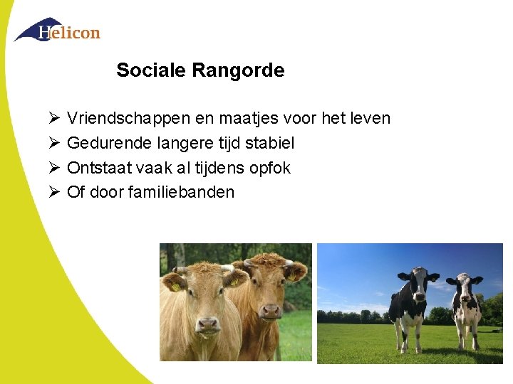 Sociale Rangorde Ø Ø Vriendschappen en maatjes voor het leven Gedurende langere tijd stabiel