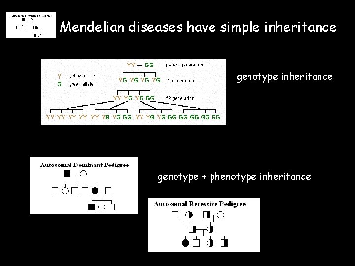 Mendelian diseases have simple inheritance genotype + phenotype inheritance 