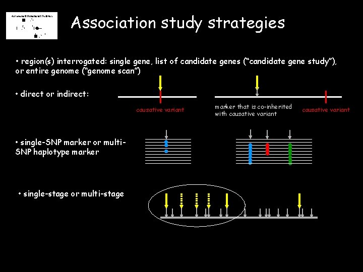 Association study strategies • region(s) interrogated: single gene, list of candidate genes (“candidate gene