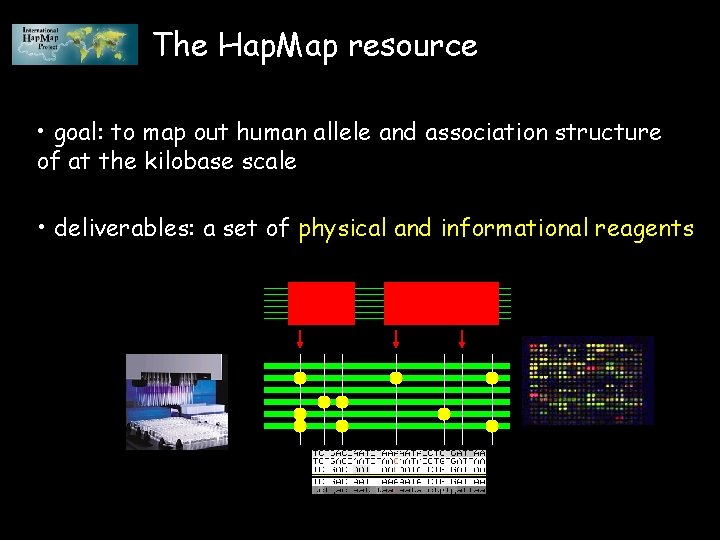 The Hap. Map resource • goal: to map out human allele and association structure