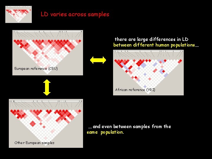 LD varies across samples there are large differences in LD between different human populations…