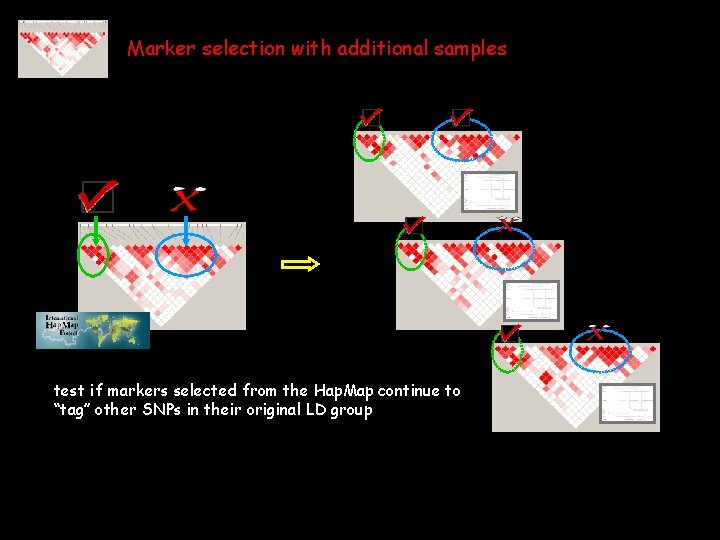 Marker selection with additional samples test if markers selected from the Hap. Map continue