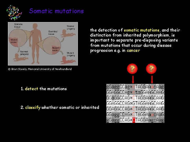 Somatic mutations the detection of somatic mutations, and their distinction from inherited polymorphism, is