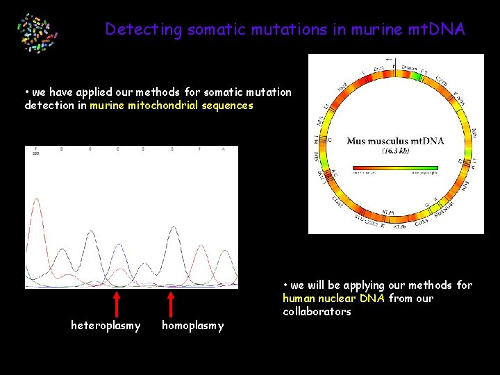 Detecting somatic mutations in murine mt. DNA • we have applied our methods for