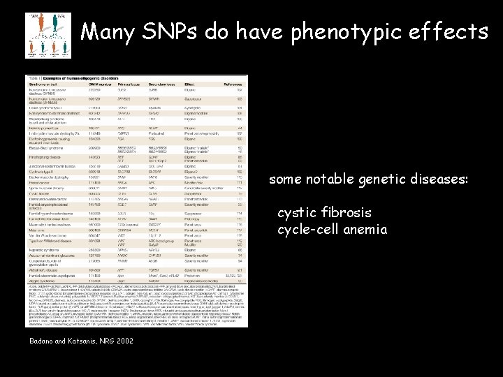 Many SNPs do have phenotypic effects some notable genetic diseases: cystic fibrosis cycle-cell anemia