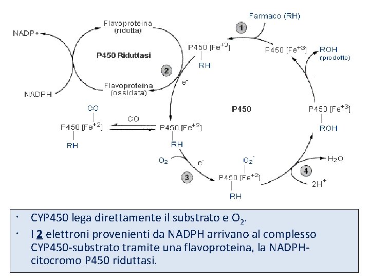  CYP 450 lega direttamente il substrato e O 2. I 2 elettroni provenienti