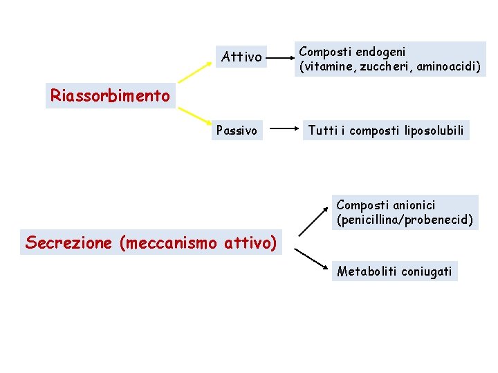 Attivo Composti endogeni (vitamine, zuccheri, aminoacidi) Riassorbimento Passivo Tutti i composti liposolubili Composti anionici