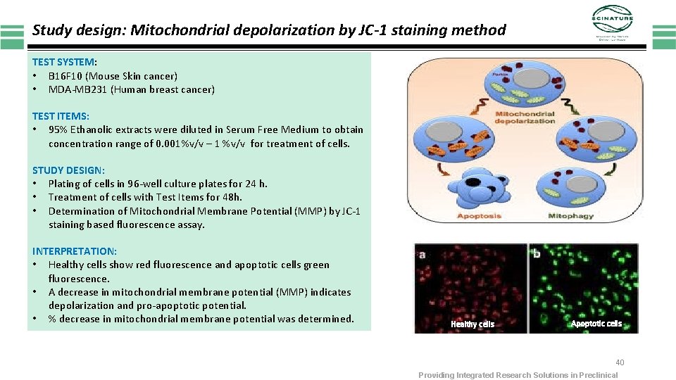 Study design: Mitochondrial depolarization by JC-1 staining method TEST SYSTEM: • B 16 F