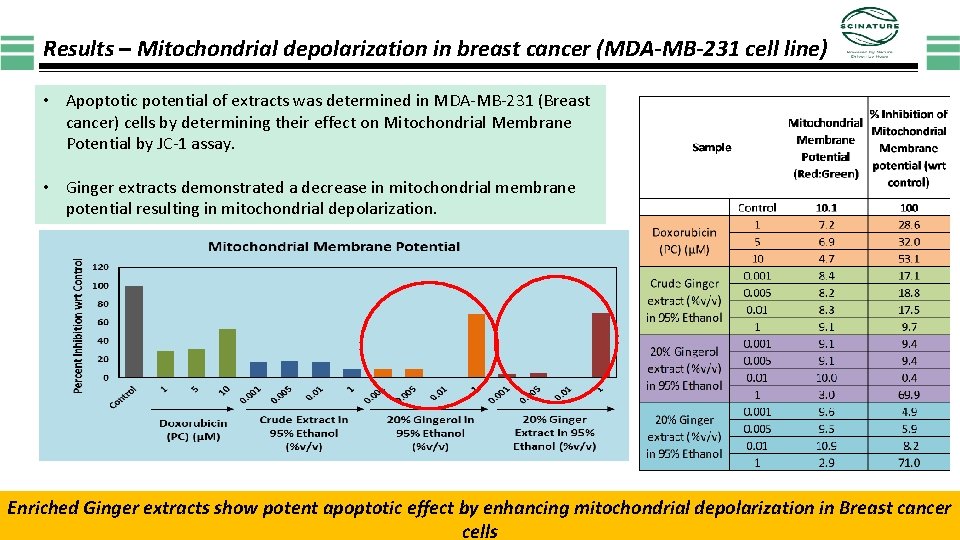 Results – Mitochondrial depolarization in breast cancer (MDA-MB-231 cell line) • Apoptotic potential of