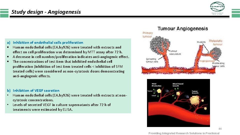 Study design - Angiogenesis a) Inhibition of endothelial cells proliferation § Human endothelial cells