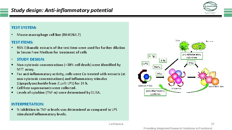 Study design: Anti-inflammatory potential TEST SYSTEM: • Mouse macrophage cell line (RAW 264. 7)