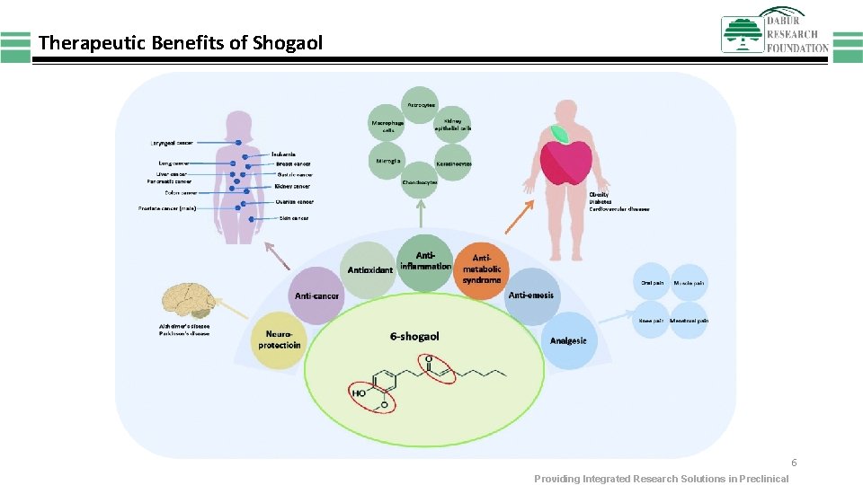 Therapeutic Benefits of Shogaol 6 Providing Integrated Research Solutions in Preclinical 