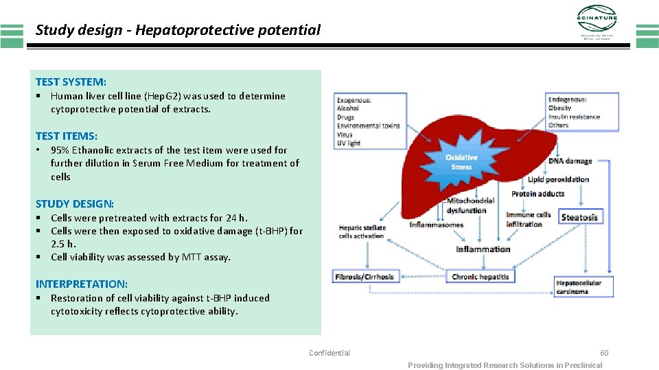 Study design - Hepatoprotective potential TEST SYSTEM: § Human liver cell line (Hep. G