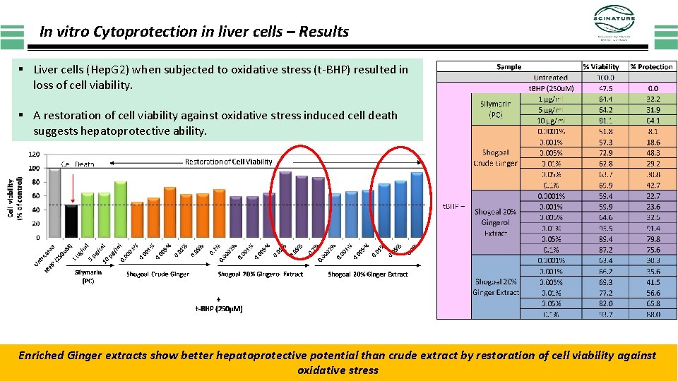 In vitro Cytoprotection in liver cells – Results § Liver cells (Hep. G 2)