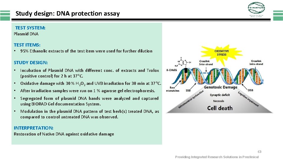 Study design: DNA protection assay TEST SYSTEM: Plasmid DNA TEST ITEMS: • 95% Ethanolic