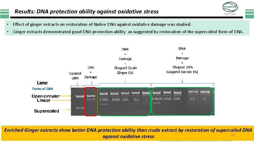 Results: DNA protection ability against oxidative stress • Effect of ginger extracts on restoration