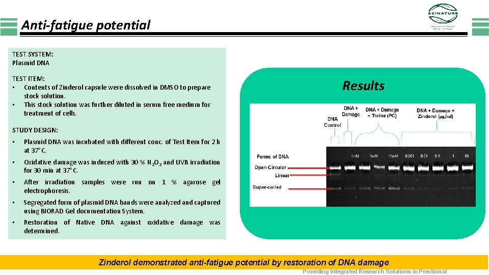 Anti-fatigue potential TEST SYSTEM: Plasmid DNA TEST ITEM: • Contents of Zinderol capsule were