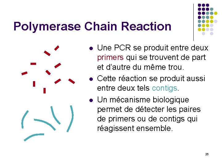 Polymerase Chain Reaction l l l Une PCR se produit entre deux primers qui