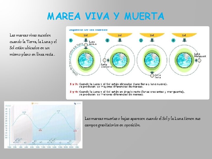 MAREA VIVA Y MUERTA Las mareas vivas suceden cuando la Tierra, la Luna y