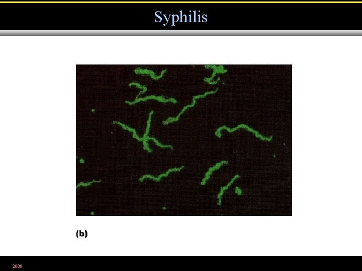 Syphilis 2008 Figure 3. 6 b 