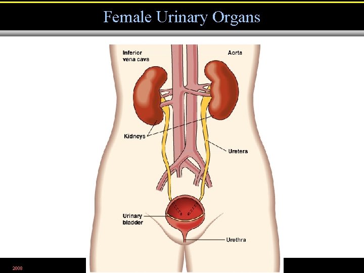 Female Urinary Organs 2008 Figure 26. 1 