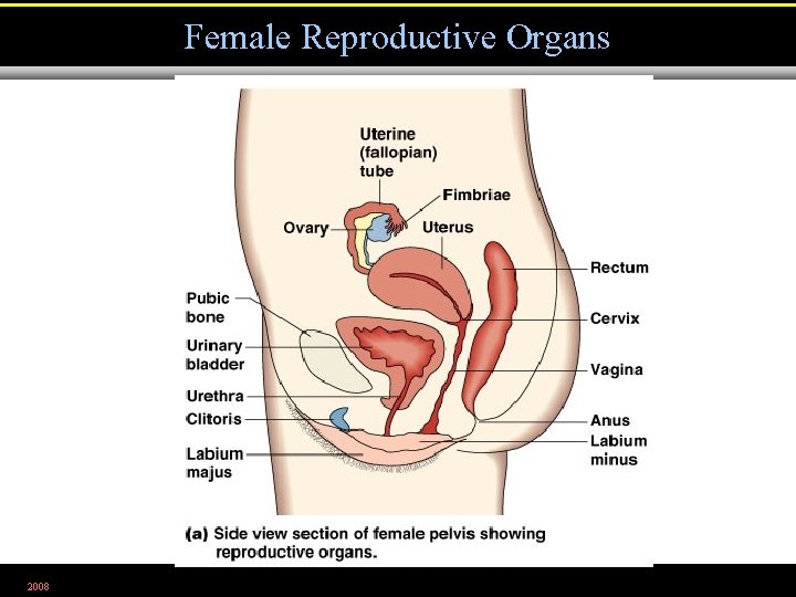 Female Reproductive Organs 2008 Figure 26. 2 a 