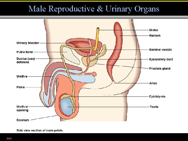 Male Reproductive & Urinary Organs 2008 Figure 26. 3 