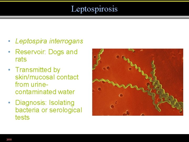 Leptospirosis • Leptospira interrogans • Reservoir: Dogs and rats • Transmitted by skin/mucosal contact
