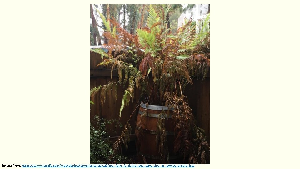 Image from: https: //www. reddit. com/r/gardening/comments/a 1 lca 9/my_fern_is_dying_any_care_tips_or_advice_would_be/ Image from: https: //www. reddit. com/r/gardening/comments/a 1 lca 9/my_fern_is_dying_any_care_tips_or_advice_would_be/