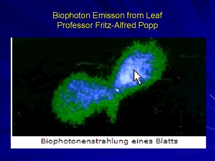 Biophoton Emisson from Leaf Professor Fritz-Alfred Popp 